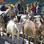 Hotel Belvedere Dolomiti Pieve di Cadore