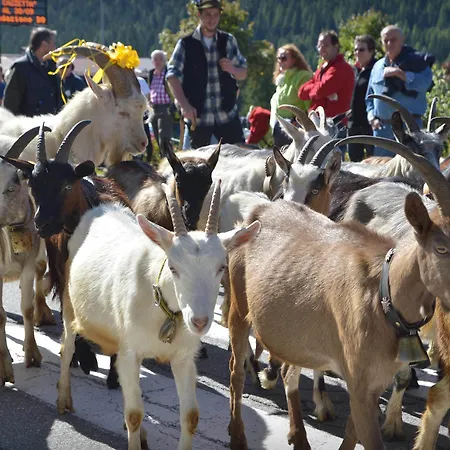 Hotel Belvedere Dolomiti Pieve di Cadore